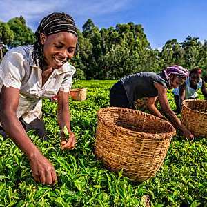 African women plucking tea leaves on a plantation in Kenya. 