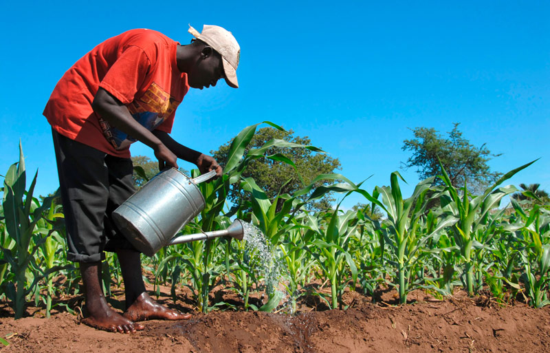 A farmer watering his fields of sugar cane in Salima, Malawi.