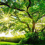 The sun shines through the branches of a majestic oak tree amidst the rolling green countryside.