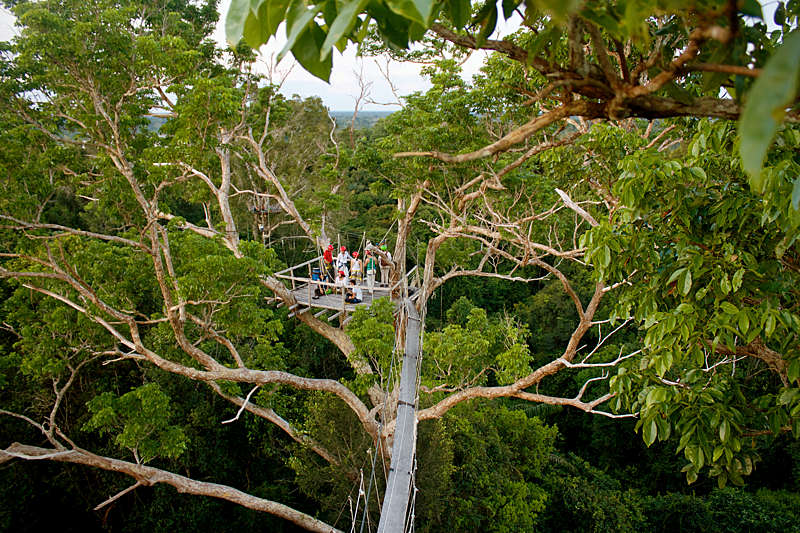 Canopy tree climbing in the Amazon rainforest.