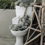 Green succulent plants in white toilet bowl.