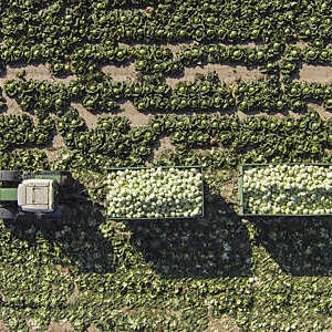 Aerial view of tractor pulling two trailers of cabbages in a field in Sankt Poelten, Austria.