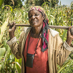 A woman working in a corn (Zea mays)  field in Maun, Botswana- Sexaxa Village.