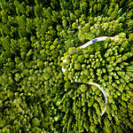 Aerial view of a car on a road winding through a pine forest.