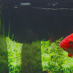 Red fish in fish tank.